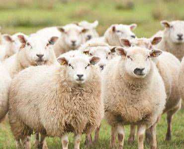 sheeps.jpg